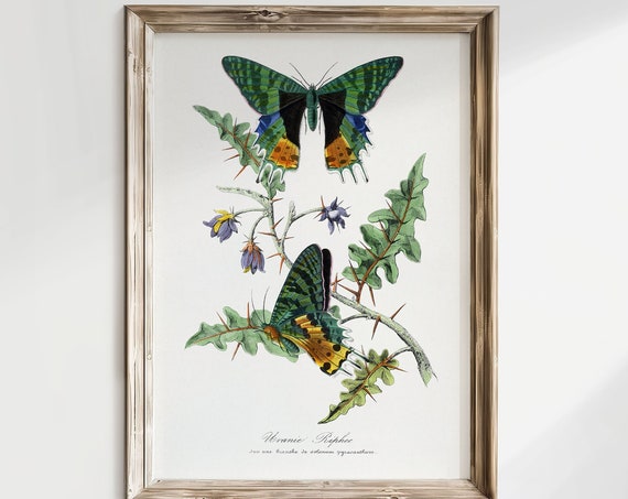 Vintage Butterfly Print Botanical Painting Daughter Gift Idea Girl Room Dcor Vintage Wall Art Boho Antique Vintage Poster V01