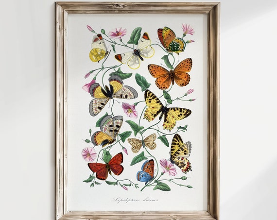 Butterfly Art Print Botanical Wall Art Butterfly Wall Decor Moth Print Vintage Wall Art Print V01