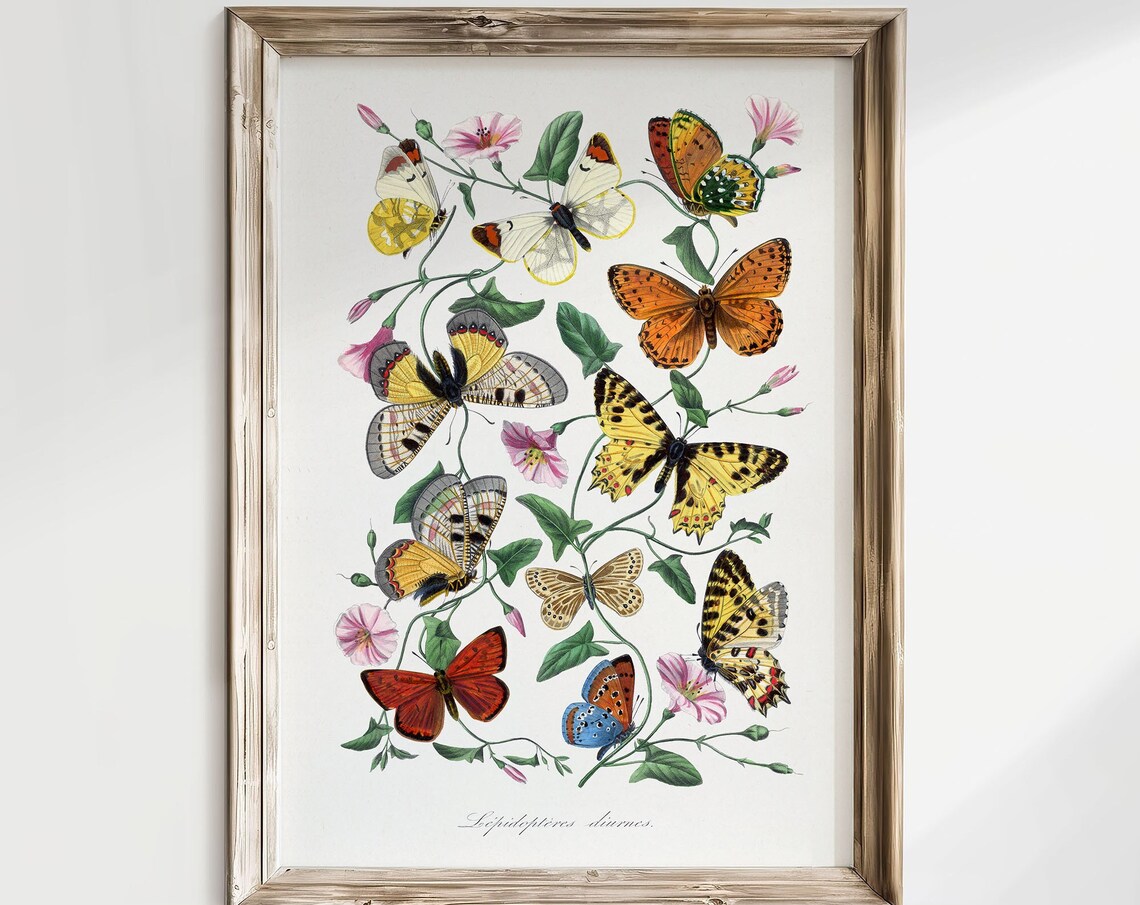 Vintage Butterflies Botanical Entomology Illustration Poster