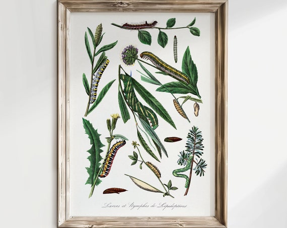 Botanical Art Print Vintage Illustration Caterpillar Vintage Insect Print Farmhouse Dcor Boho Antique Nature Lover Gift V01