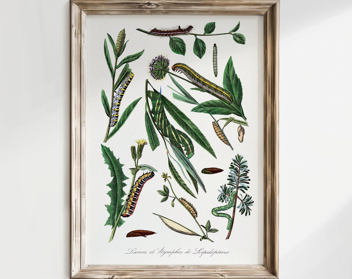 Vintage Caterpillar Entomology Plate Botanical Illustration Art Poster