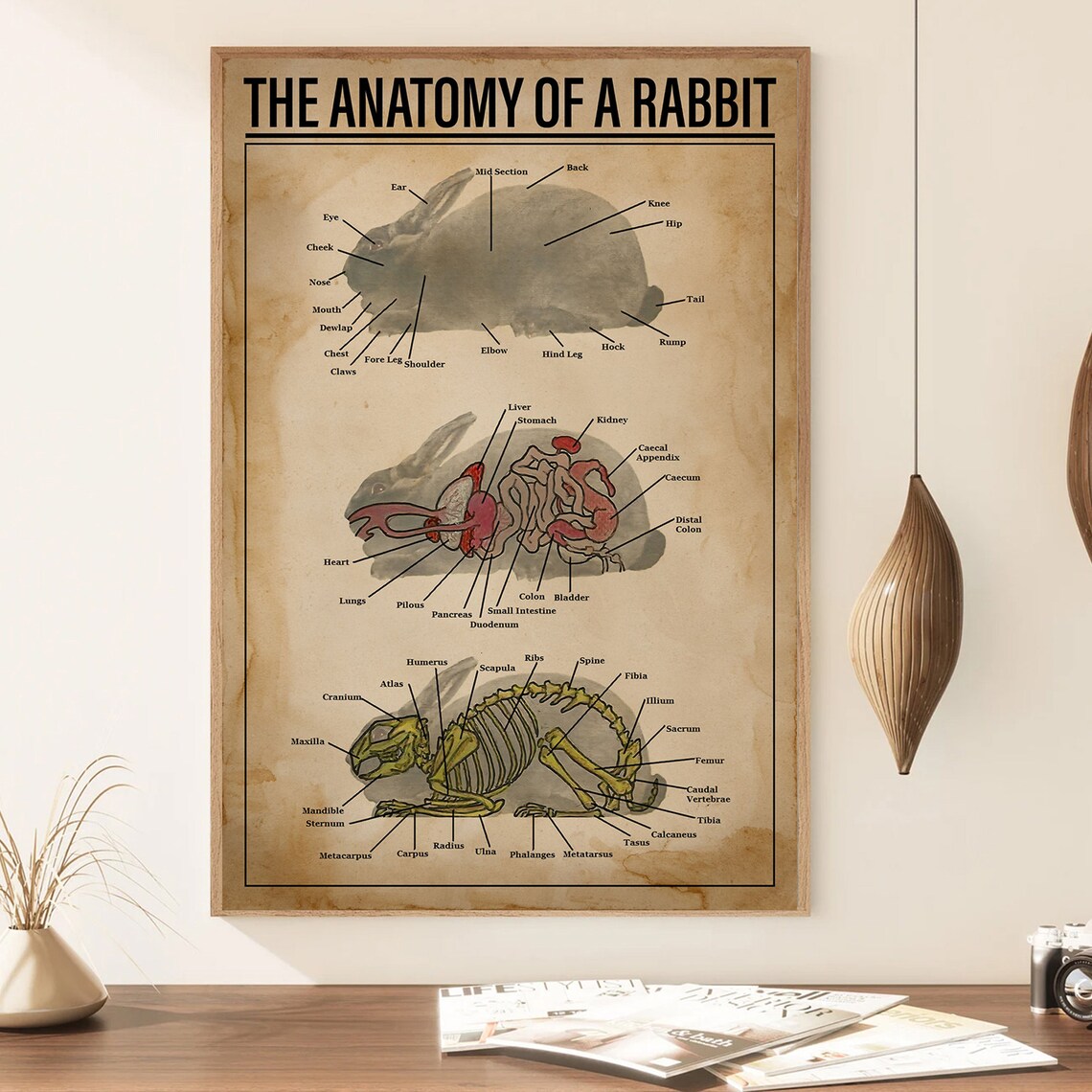 The Anatomy Of A Rabbit Vintage Educational Chart Scientific Poster - Image 4