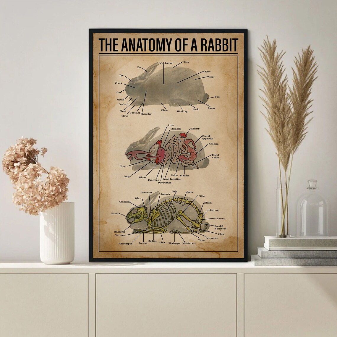The Anatomy Of A Rabbit Vintage Educational Chart Scientific Poster - Image 3