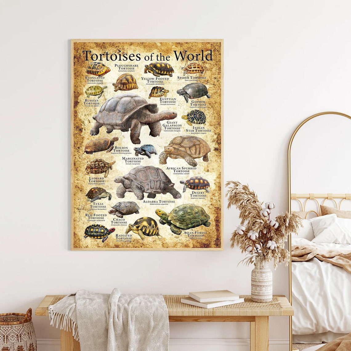 Tortoises of the World Vintage Species Identification Chart Poster - Image 3