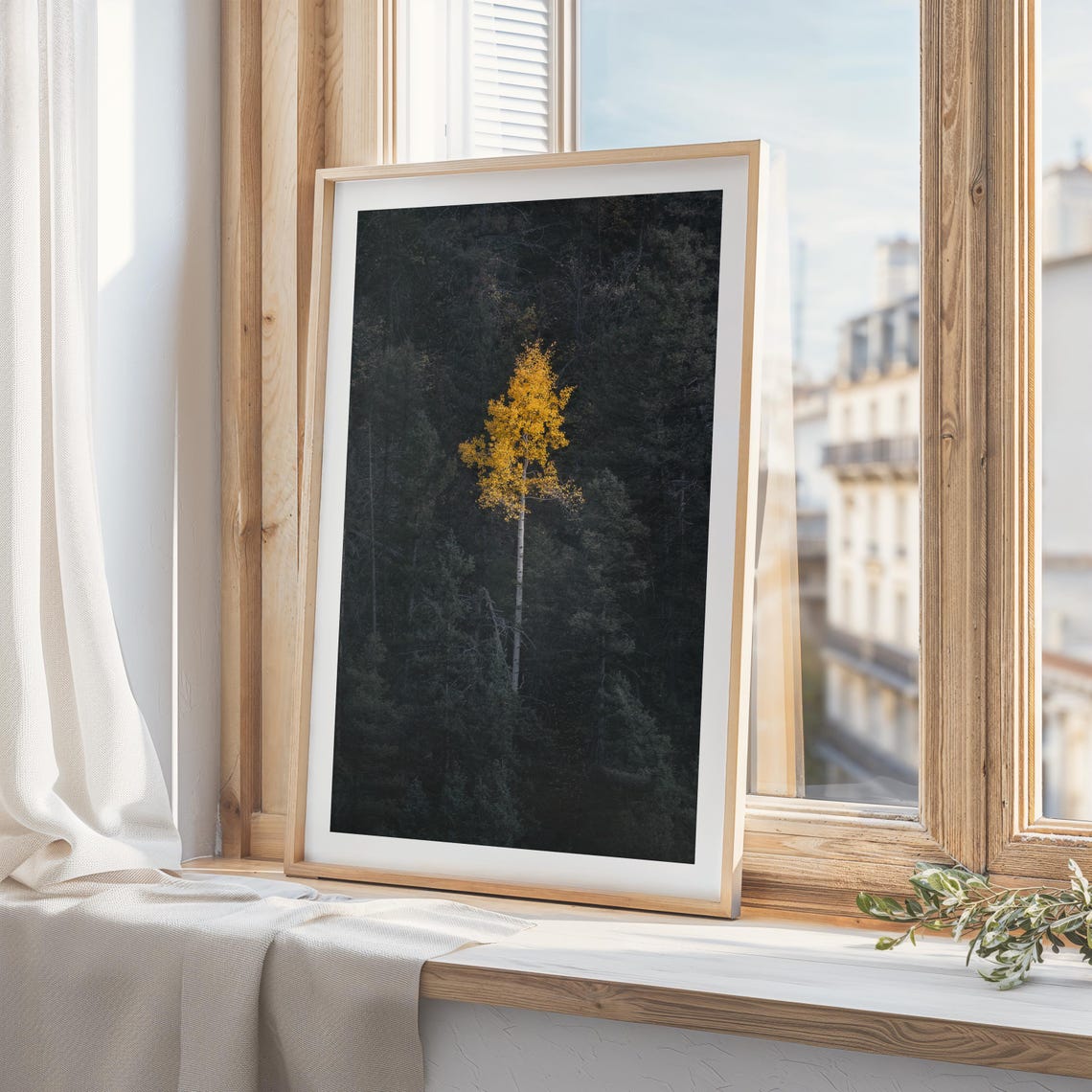 Golden Aspen Among Dark Pines Moody Forest Photography Wall Art