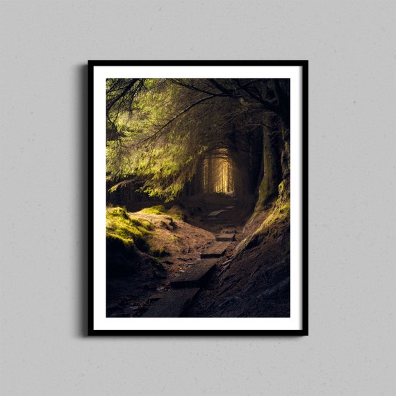 Forest Wall Art Print Ireland Trail Irish Fine Landscape Photography Nature Framed Artwork Woods Path