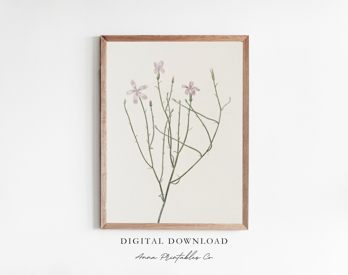 Pink Wildflower Botanical Illustration Minimalist Floral Print