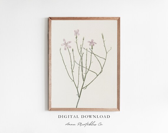 Pink Wildflower Botanical Illustration Minimalist Floral Print