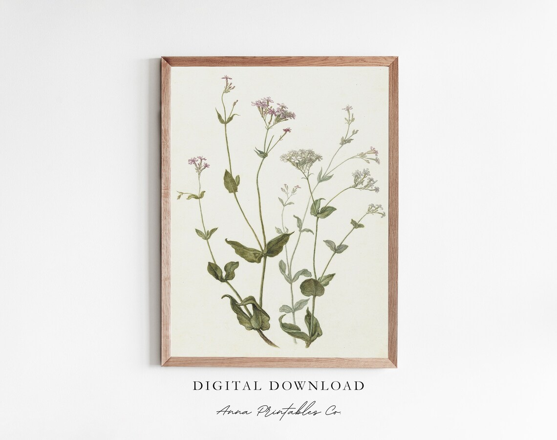 Viscaria Vulgaris Vintage Botanical Art Print