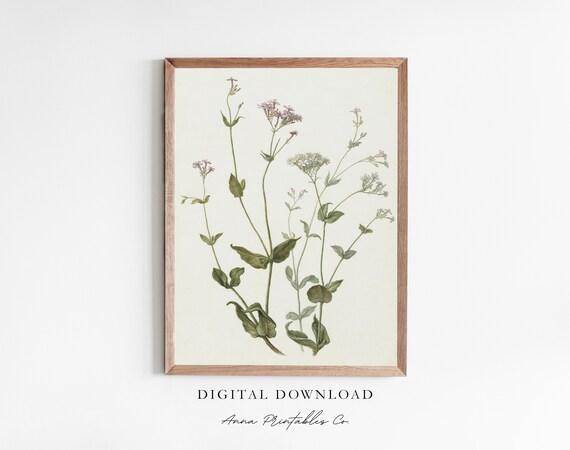 Viscaria Vulgaris Vintage Botanical Art Print