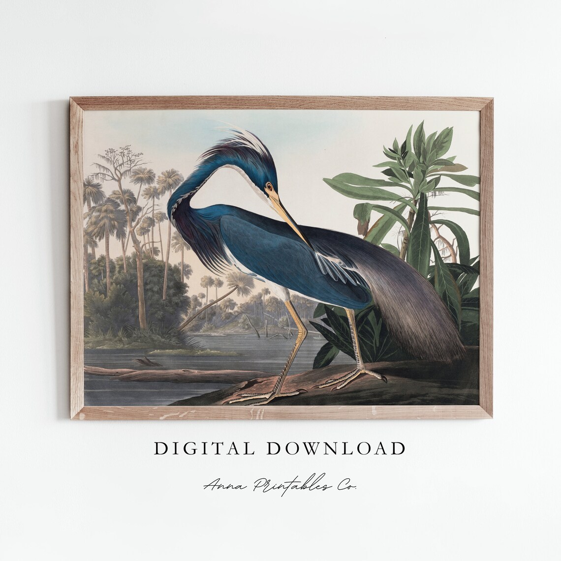 Audubon Louisiana Heron Preening Vintage Bird Illustration Art Print