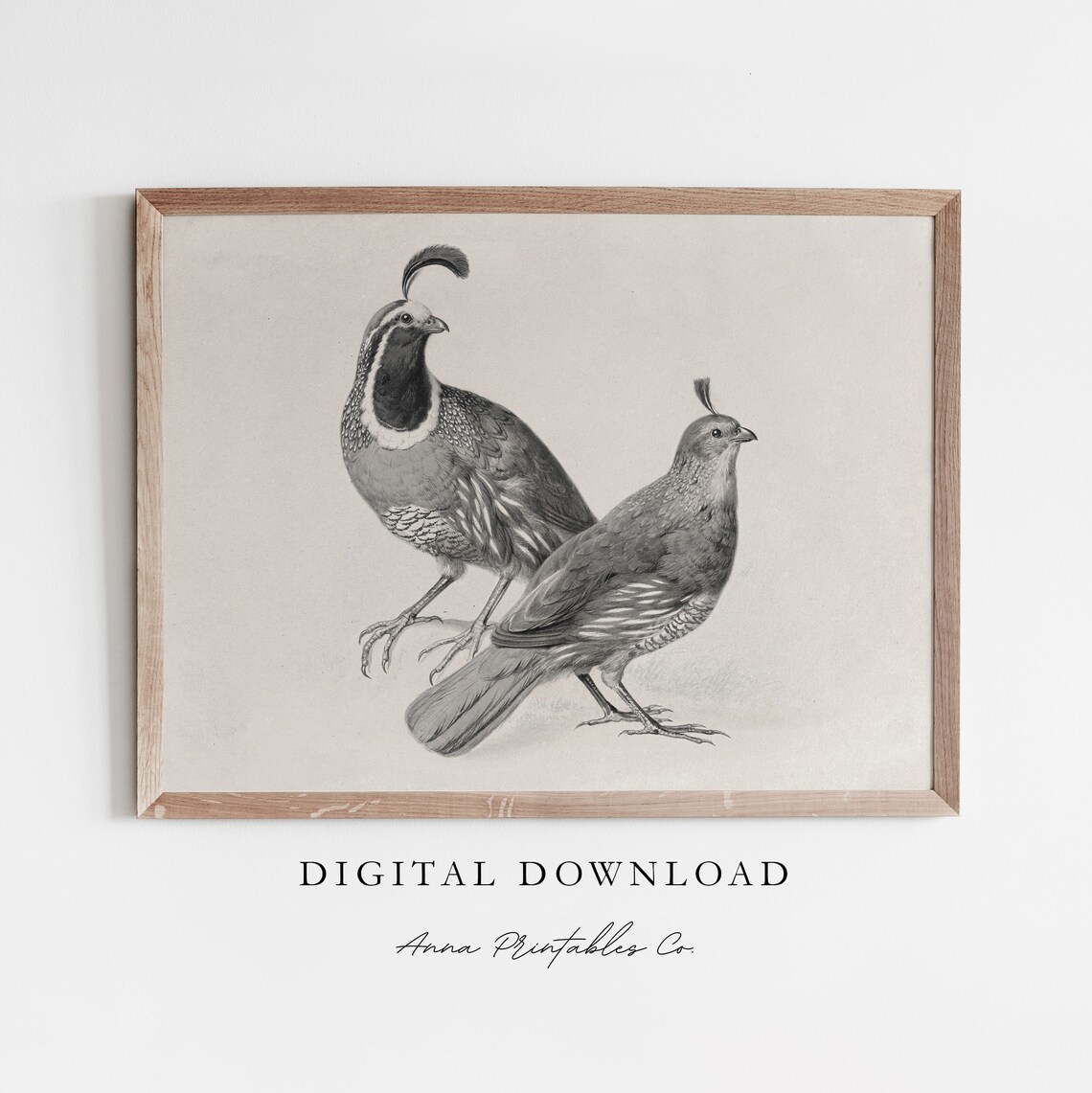 Two Quails Antique Bird Engraving, Vintage Sketch Print