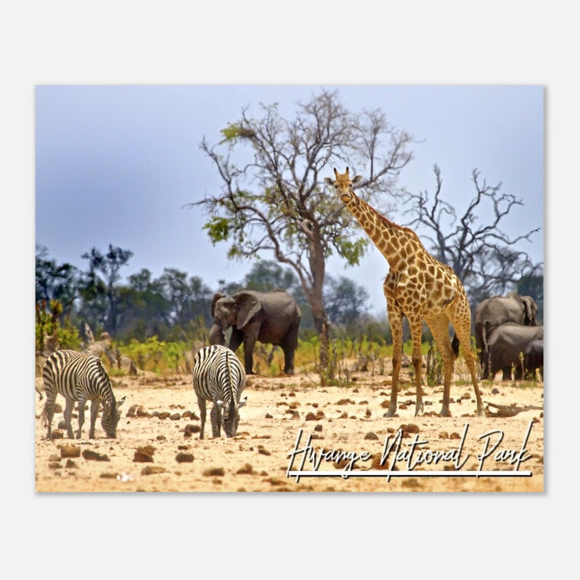 Hwange National Park Giraffe Elephant Zebra Safari Wildlife Poster