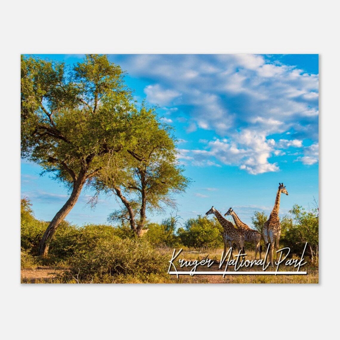 Kruger National Park Giraffe Trio Safari Savanna Photo Poster