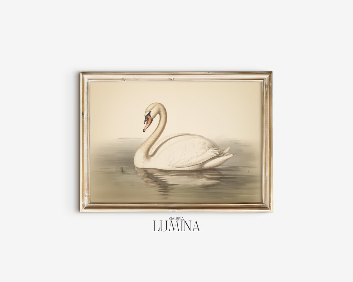 White Mute Swan On Calm Water Antique Naturalist Drawing Poster - Image 2
