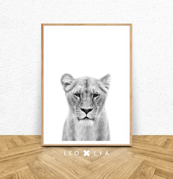 Lioness Photography Safari Nursery Art Print