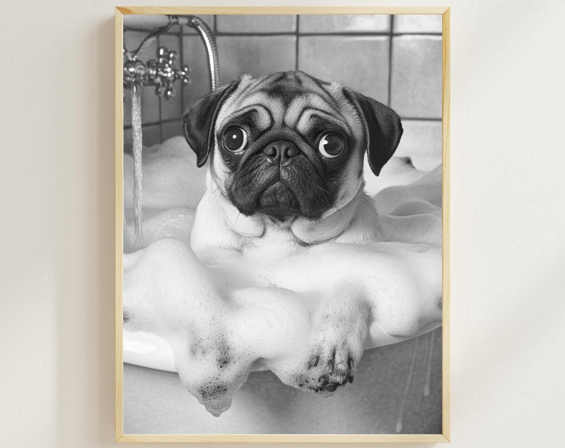 Pug Taking a Bubble Bath in Black and White Funny Dog Poster