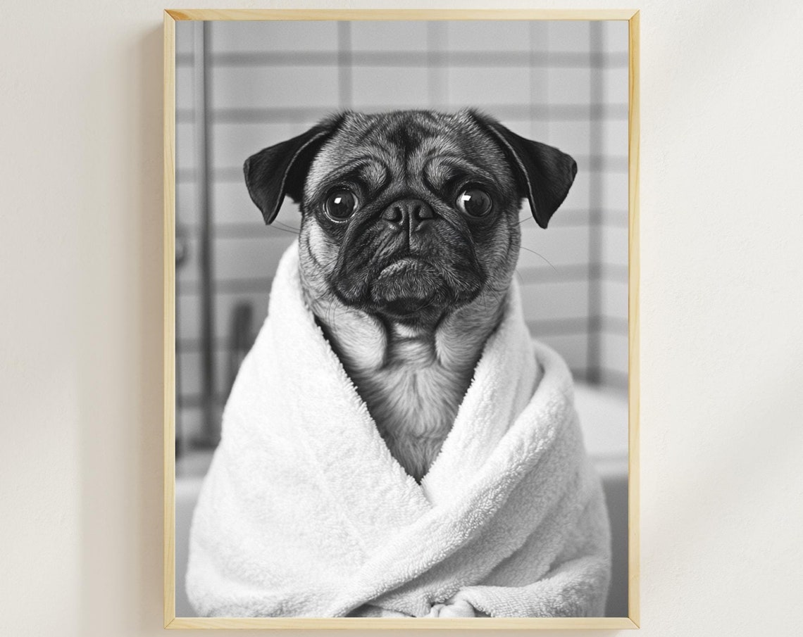 Pug Wrapped in White Towel Black and White Funny Bathroom Poster