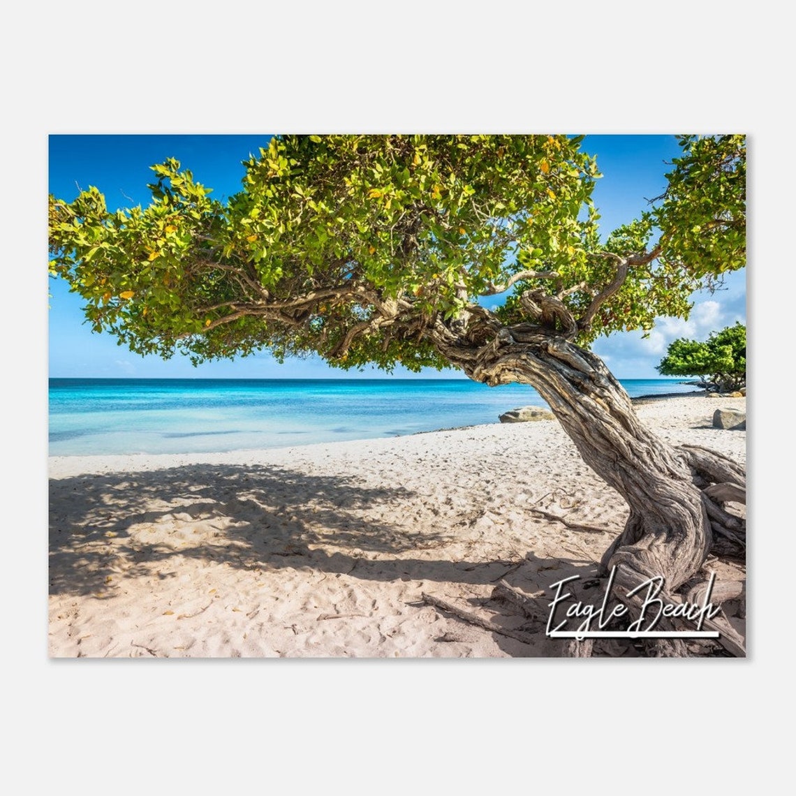 Eagle Beach Aruba Divi Divi Tree White Sand Turquoise Sea Photo Poster