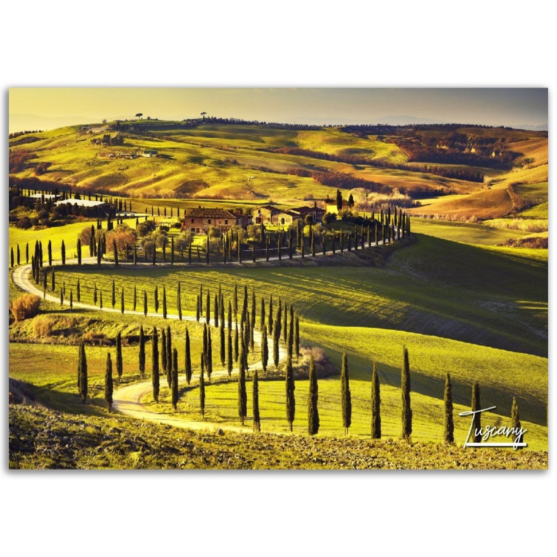 Tuscany Italy Rolling Hills Cypress Tree Lined Road Landscape Poster
