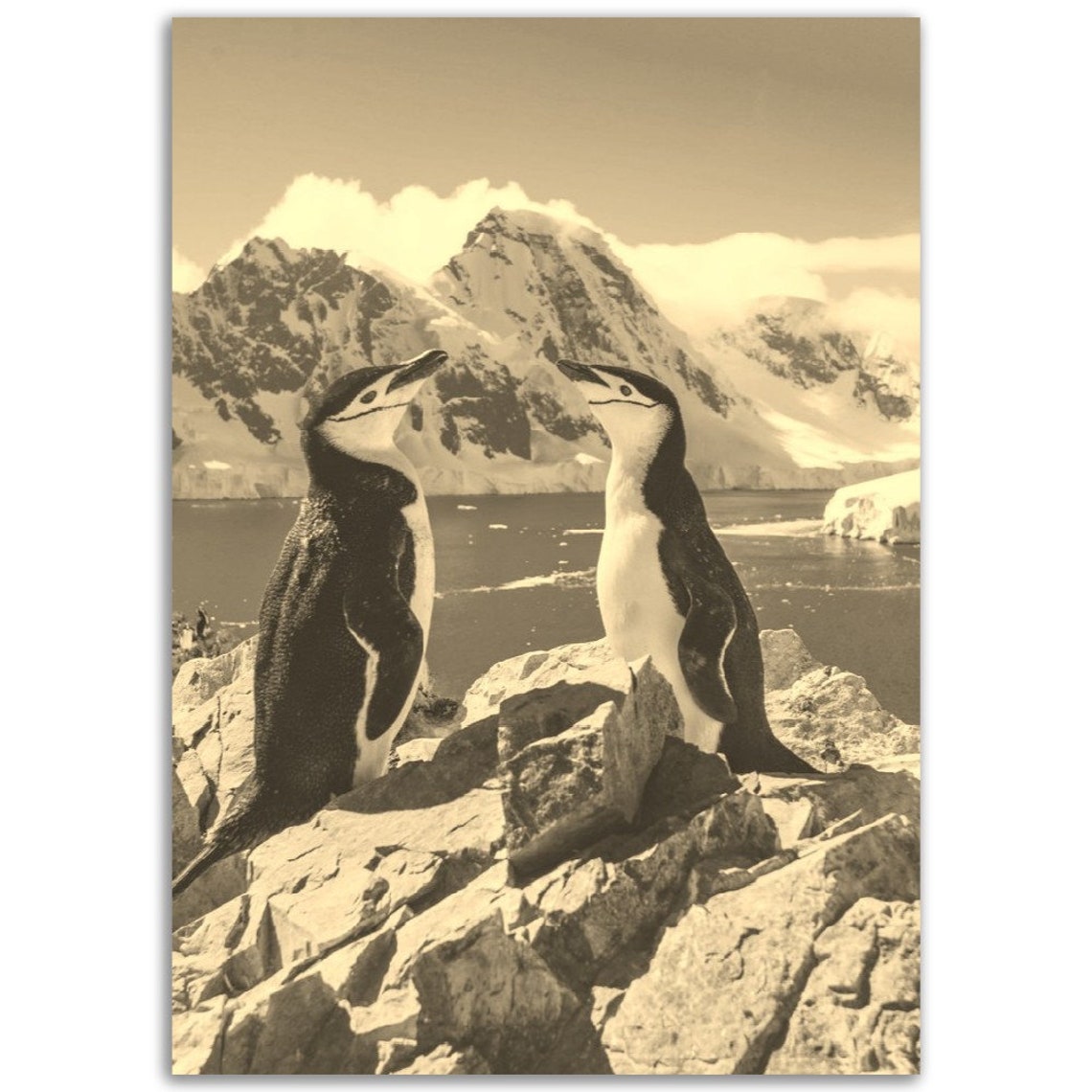 Sepia Vintage Chinstrap Penguins Antarctica Rocky Shore Photo Poster