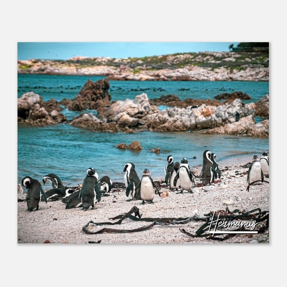 Hermanus Penguins Beach Photo South Africa Travel Poster