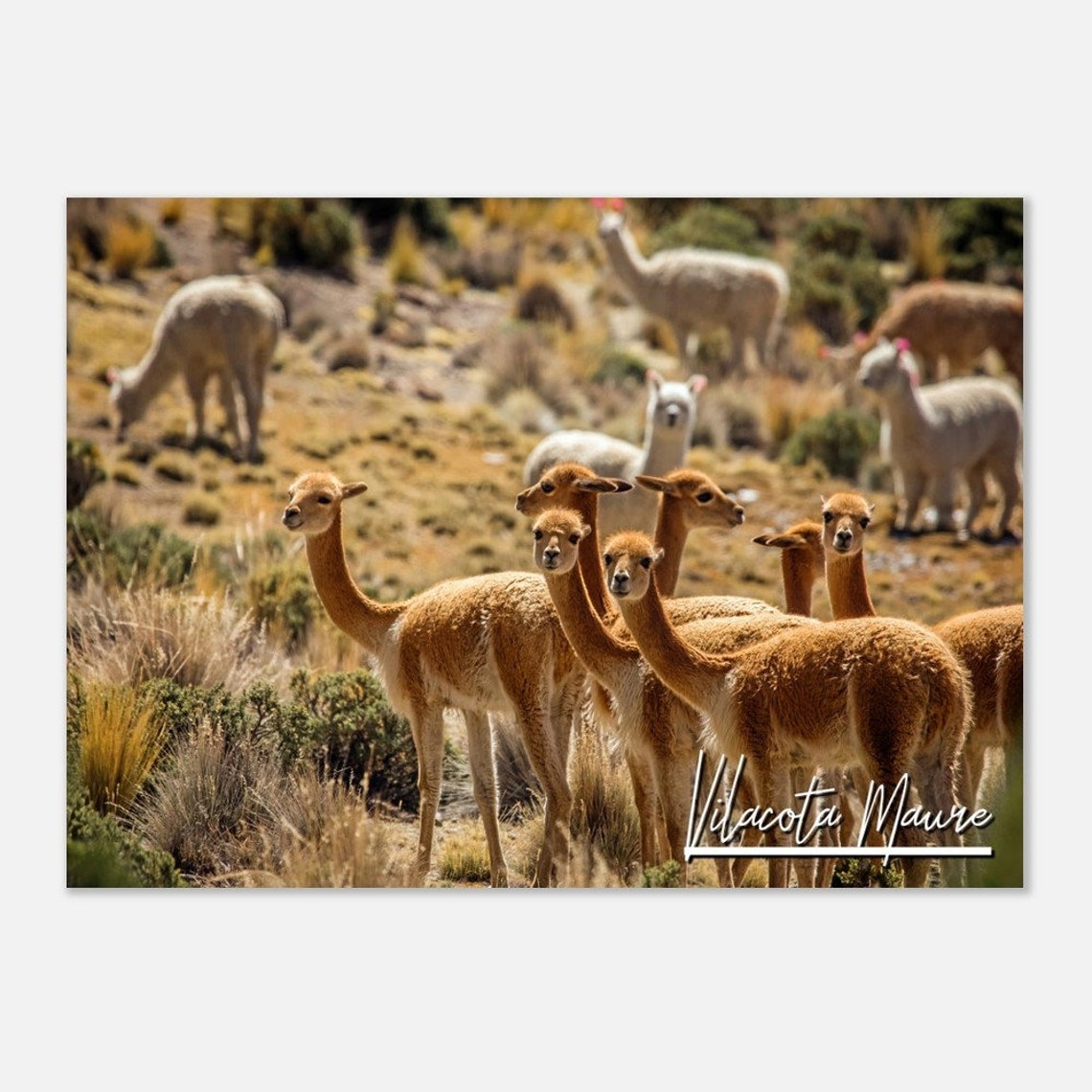 Vilacota Maure Peru Wild Vicuna Herd Andes Grassland Photo Poster