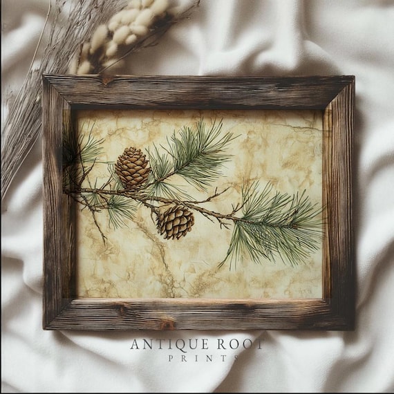 Pine Branch Pinecones Vintage Botanical Watercolor Winter Art Print