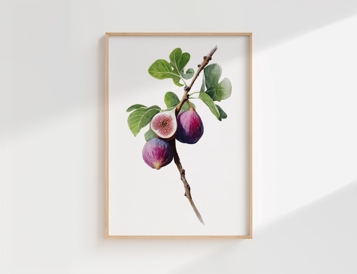Fig Botanical Watercolor Art Print, Kitchen Decor
