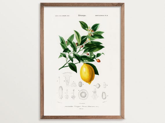 Lemon Botanical Vintage Kitchen Wall Art Print