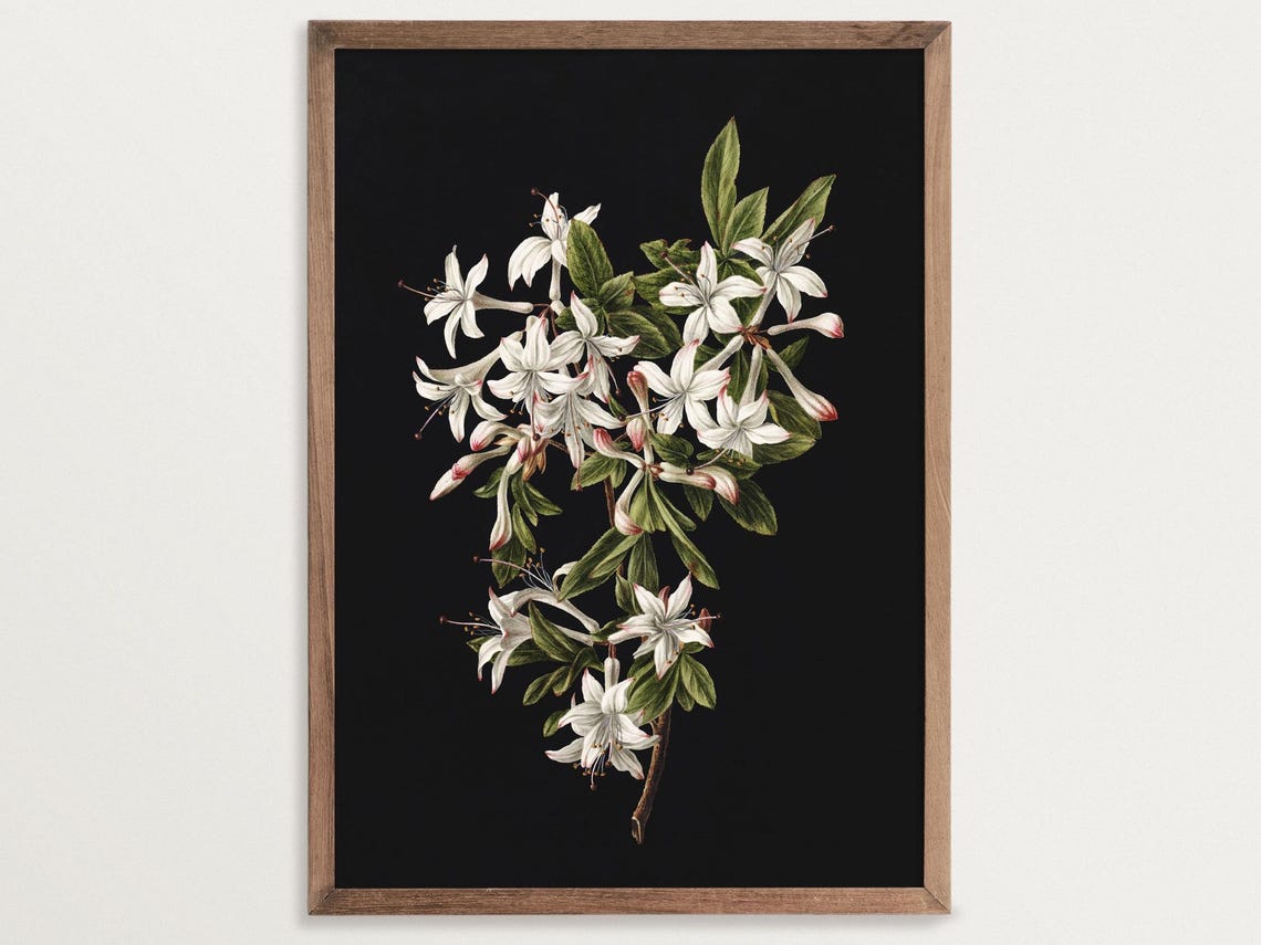 Azaleas in Bloom Botanical Art Print, Dark Academia