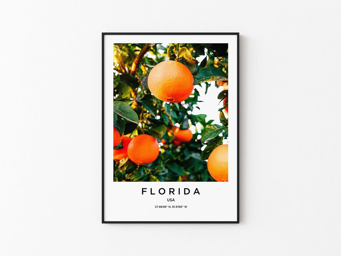 Florida Orange Grove Sunlit Ripe Citrus Fruit Tree Photo Poster
