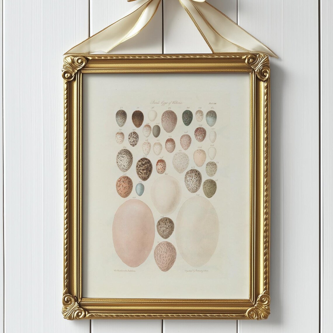 Antique Bird Eggs of Nature Scientific Chart Illustration Poster