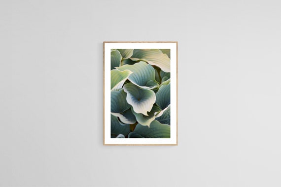 Hosta Plant Photo, Botanical Photograph