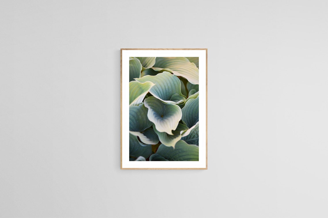 Hosta Plant Photo, Botanical Photograph