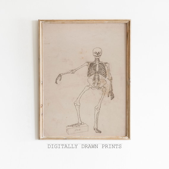 Antique Anatomical Skeleton Line Drawing Vintage Medical Study Poster