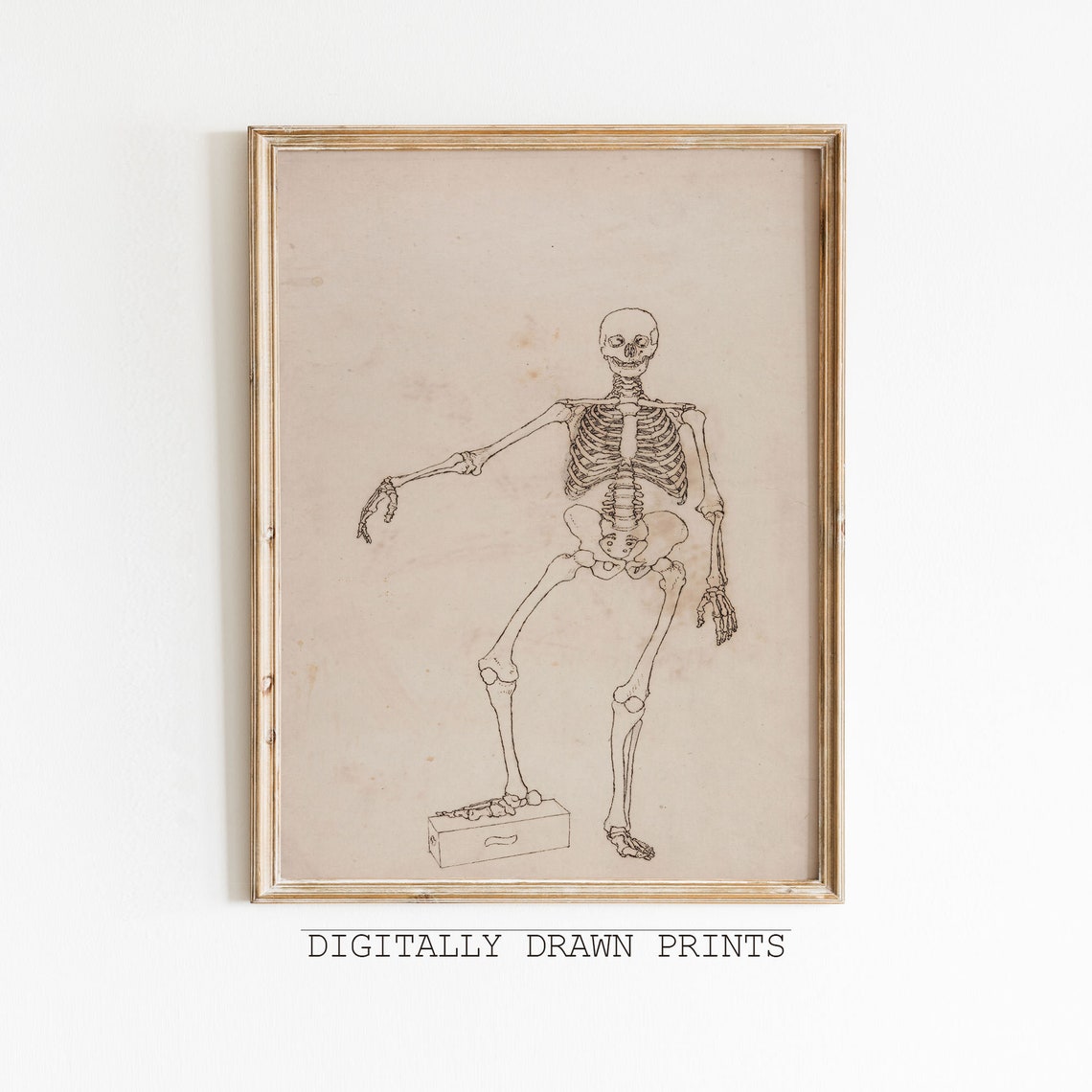 Antique Anatomical Skeleton Line Drawing Vintage Medical Study Poster