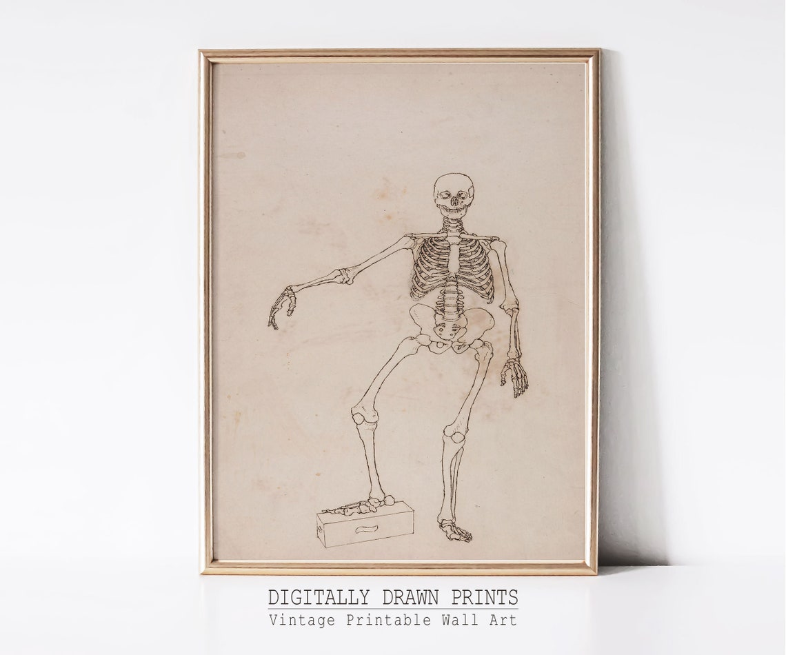 Antique Anatomical Skeleton Line Drawing Vintage Medical Study Poster - Image 3