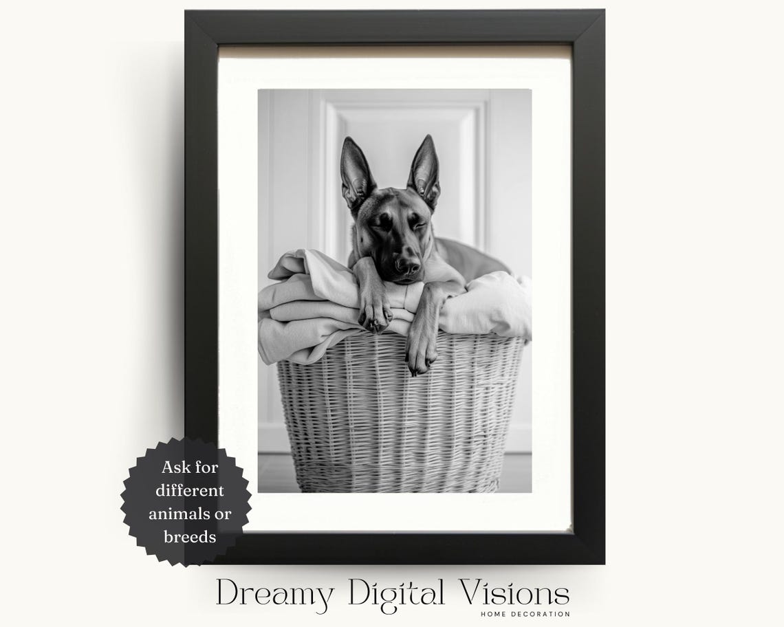 Sleepy Dog Resting on a Laundry Basket Black and White Poster
