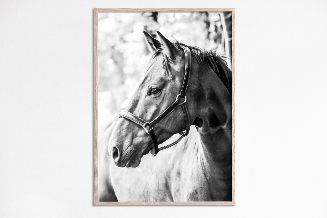 Black and White Horse Photography Portrait Art Print