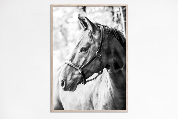 Black and White Horse Photography Portrait Art Print