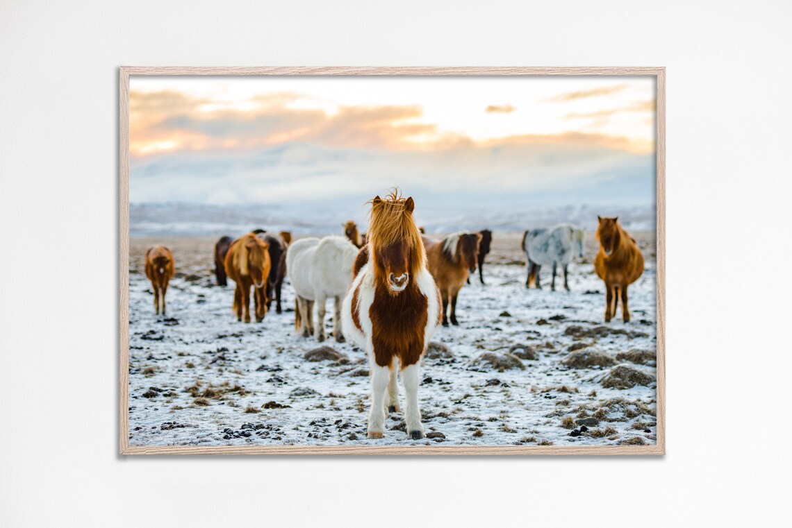 Baby Horse Horses Photography Icelandic Pony Picture Cute Animals Countryside Farmhouse Nursery Decor