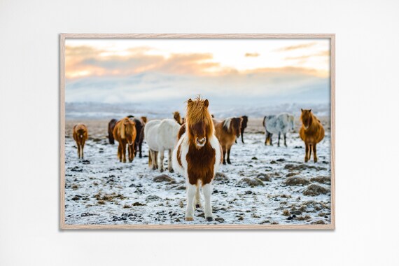 Baby Horse Horses Photography Icelandic Pony Picture Cute Animals Countryside Farmhouse Nursery Decor