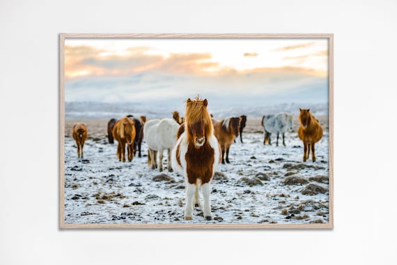 Icelandic Horse Herd Sunset Snowfield Photography Nursery Poster