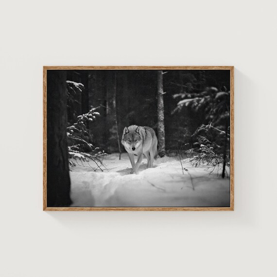 Wolf In Winter Forest Black And White Wildlife Photography Print