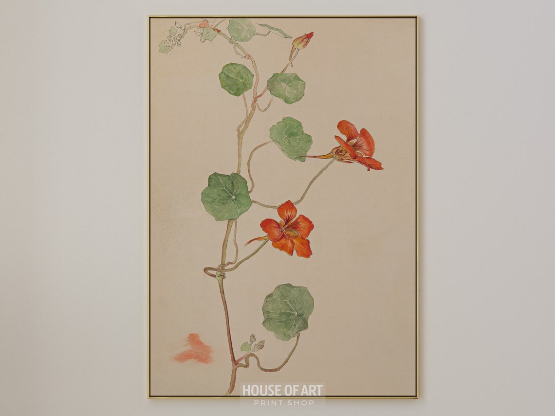 Nasturtium Vine Botanical Study Red Flowers Minimal Plant Sketch Print - Image 3