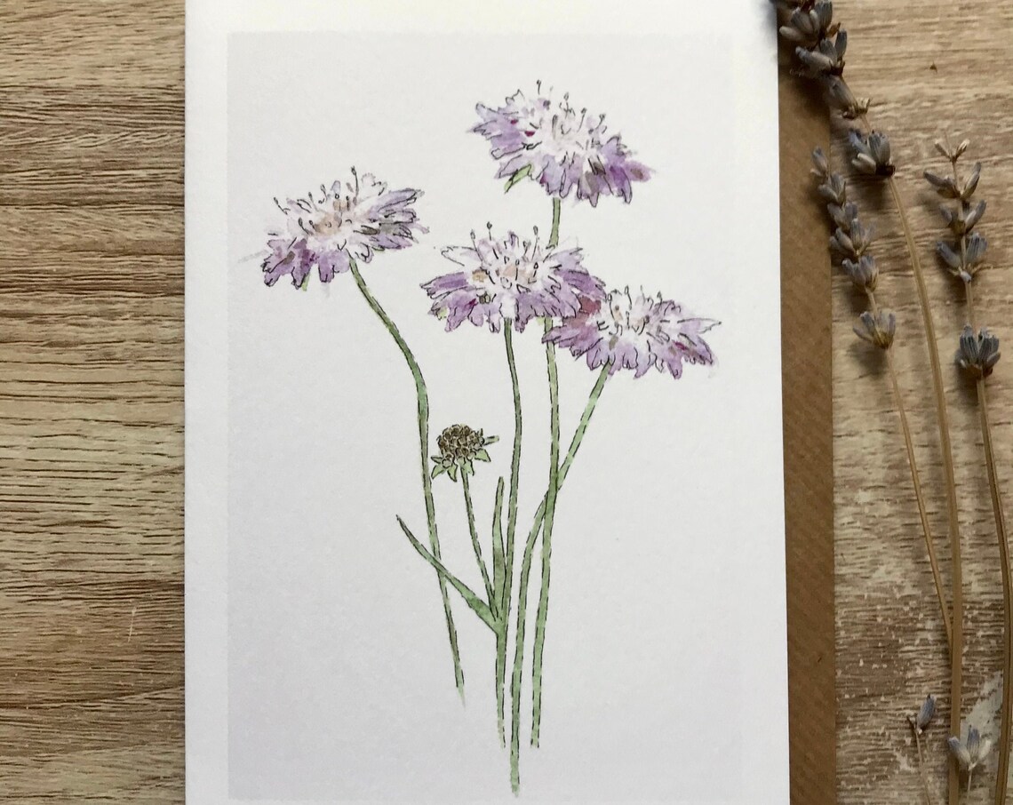 Scabiosa Flower Art Print, Botanical Floral