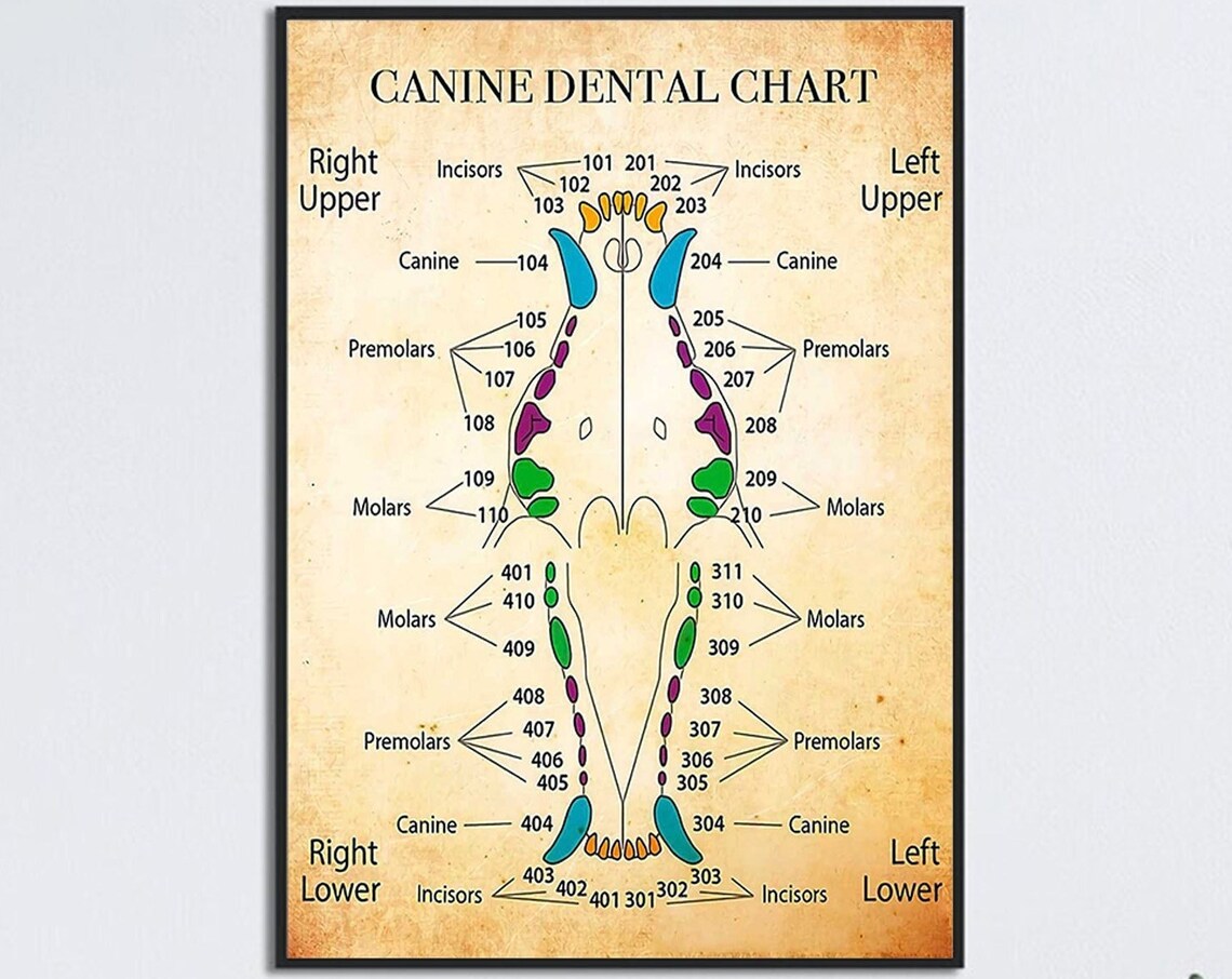 Canine Dental Chart Poster Dog Teeth Anatomy Veterinarian Office Decor