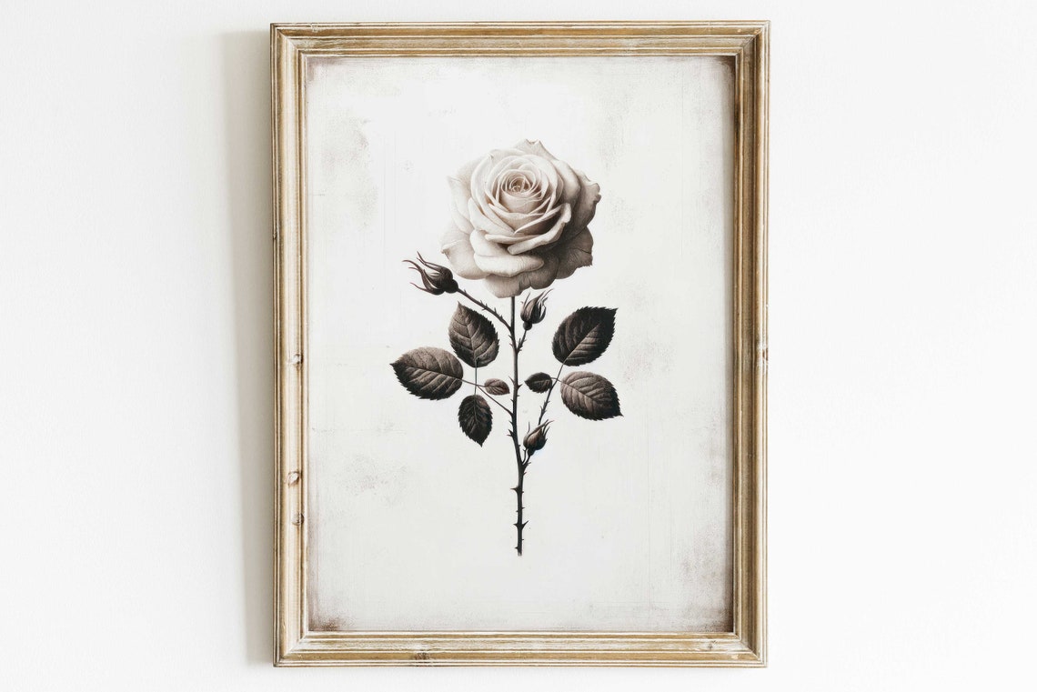 Elegant White Rose Stem Vintage Botanical Illustration Poster