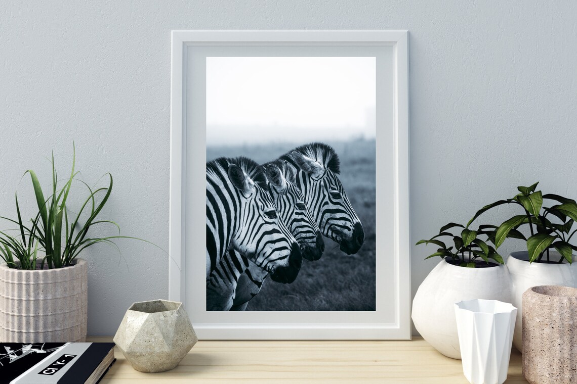 Three Zebra Heads Safari Wildlife Photo Black and White Print